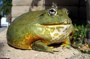 Самые большие жабы в мире