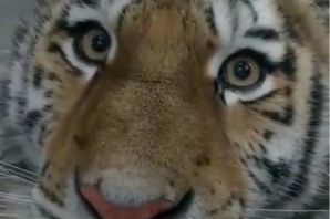 Тигр самка