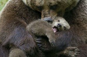 Медведь малыш
