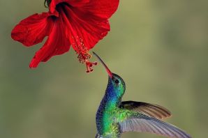 Топазовый колибри