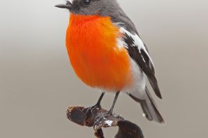 Серая птица с оранжевой грудкой