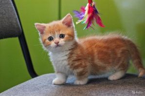 Коротколапые кошки порода манчкин