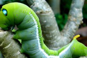 Толстая зеленая гусеница