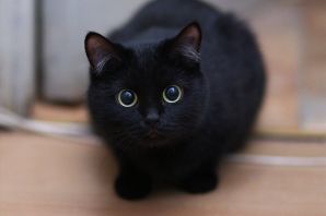 Породы черных котов