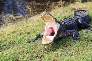 Китайский крокодил