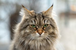 Породы кошек сибирская кошка