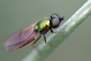 Зеленое летающее насекомое