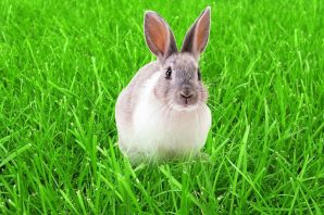 Зеленый кролик