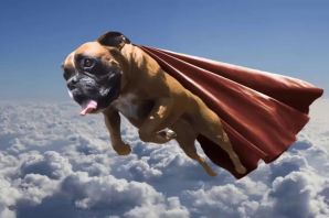 Летающая собака