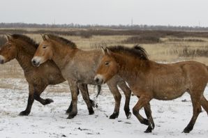 Конь пржевальского