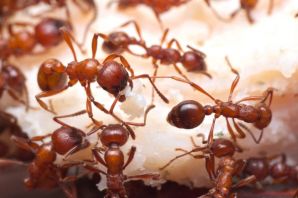 Домашние муравьи