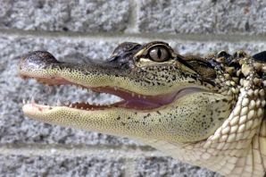 Крокодил с узкой мордой
