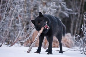 Канадский волк