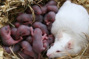 Новорожденные крысята