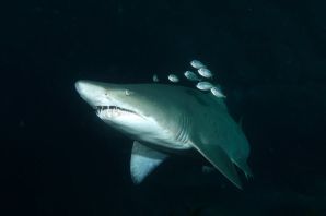 Черноморская акула