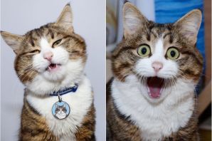 Эмоции кошек