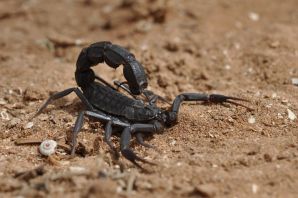 Самый ядовитый скорпион в мире