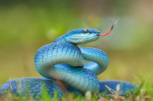 Виды змей