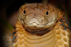 Банановая змея ядовитая