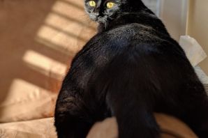 Толстый черный кот