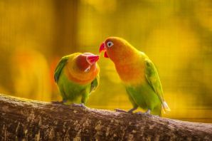 Разговаривающие попугаи