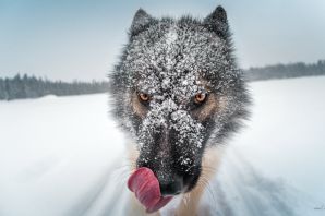 Коварный волк
