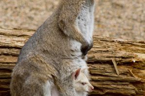 Новорожденный детеныш кенгуру