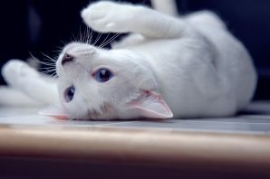 Алтайская голубоглазая кошка