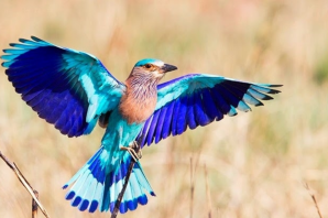 Птица с синими крыльями