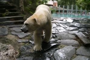 Белый медведь в зоопарке