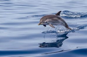 Дельфин млекопитающее