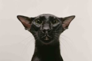 Кот ориентал черный