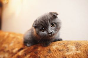 Серый вислоухий котенок