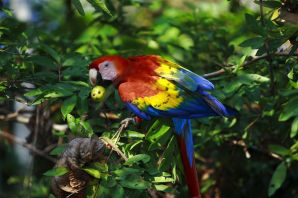 Птицы южной америки