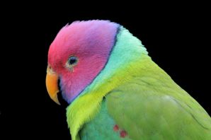 Какаду разноцветный