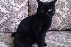 Шотландская прямоухая кошка черная