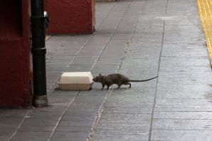 Крысы в московском метро