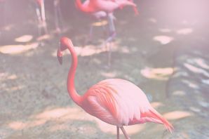 Клен розовый фламинго