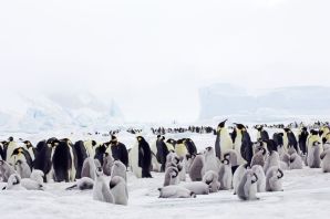 Животный мир антарктиды