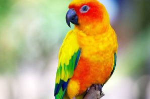 Многоцветный попугай