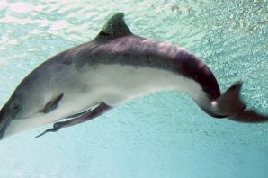 Дельфин азовка