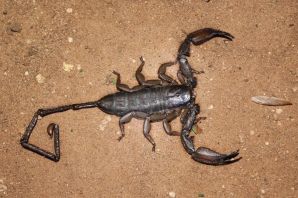 Абхазский скорпион