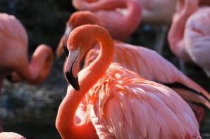 Виды фламинго