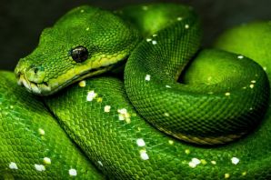 Виноградные змеи зеленые