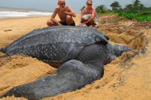 Самая большая морская черепаха