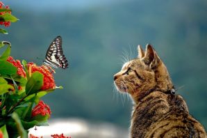Котик с бабочкой на носу