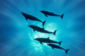 Дельфин группа