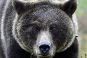 Серый медведь
