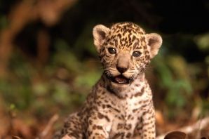 Котята леопарда