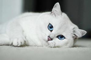 Белая кошка с голубыми глазами порода